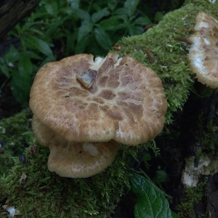 Гриб трутовик чешуйчатый