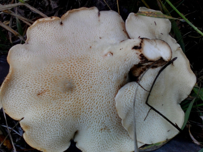 Ежовик сосновый гриб