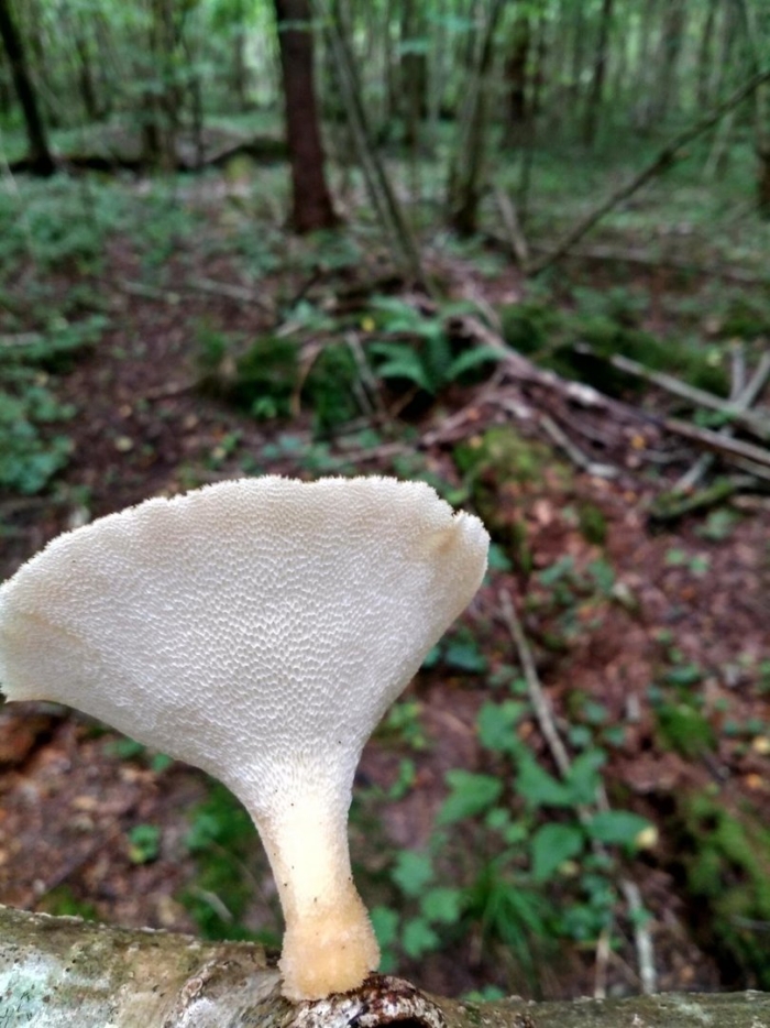 Грибы ежовик студенистый