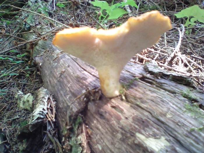 Трутовик чешуйчатый трутовики