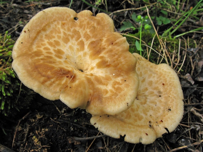 Полипорус клубненосный polyporus tuberaster