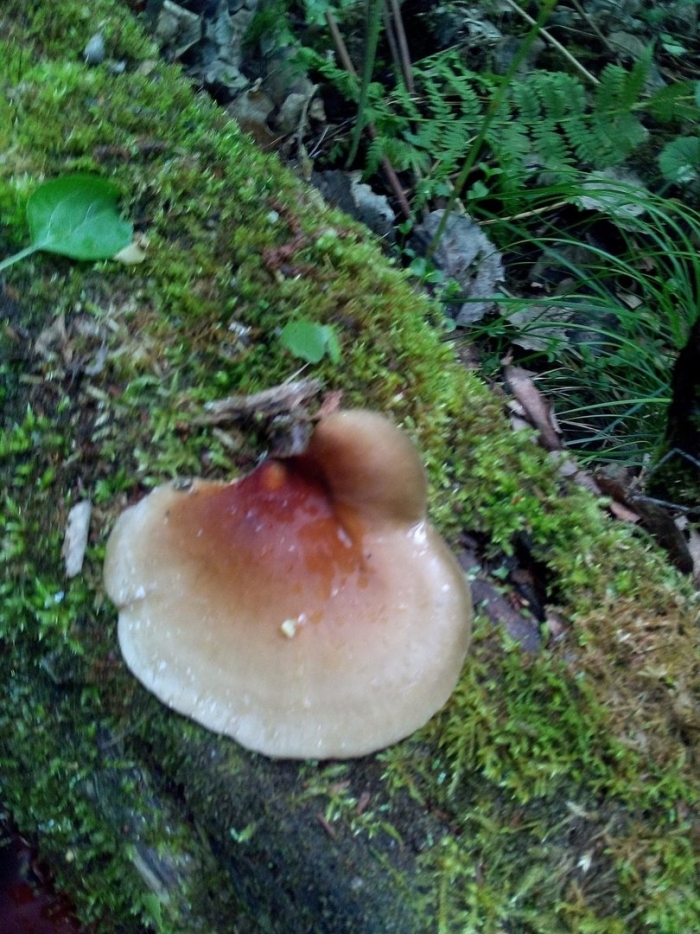 Трутовик каштановый polyporus badius