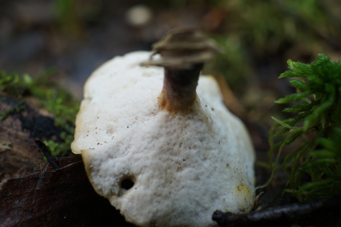 Полипорус черноножковый