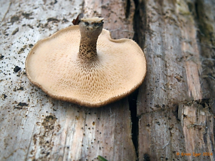 Полипорус ямчатый polyporus arcularius