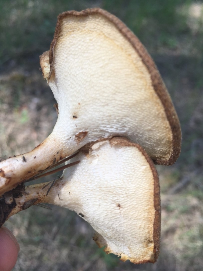 Трутовик клубненосный polyporus tuberaster