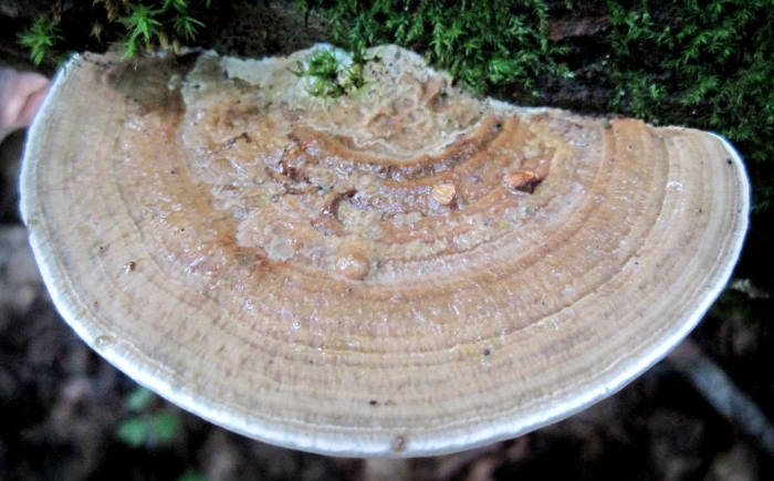 Дедалеопсис трутовик