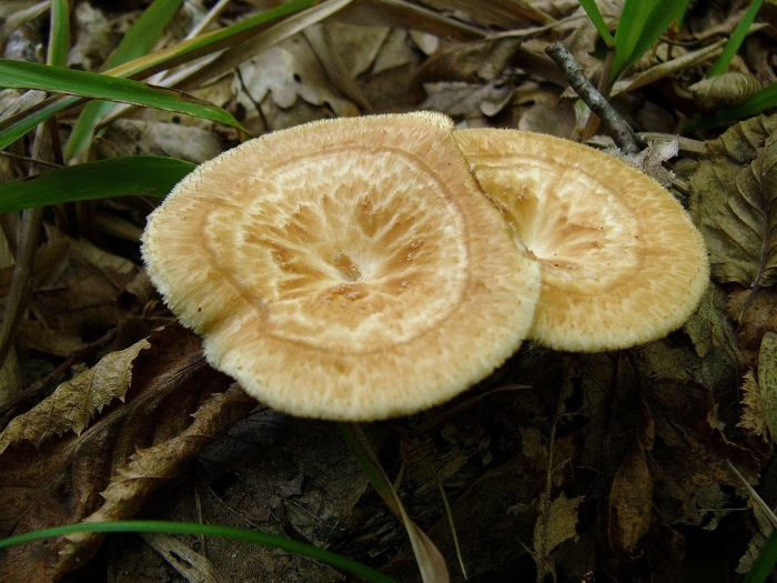 Трутовик гриб клубненосный