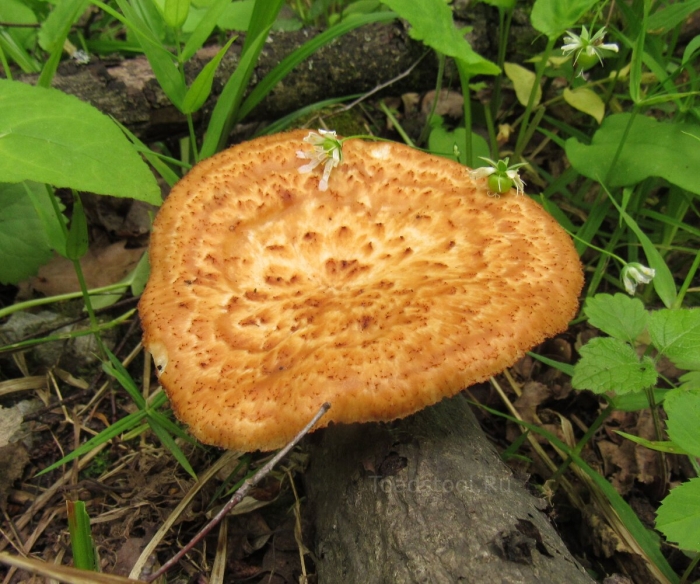 Polyporus squamosus