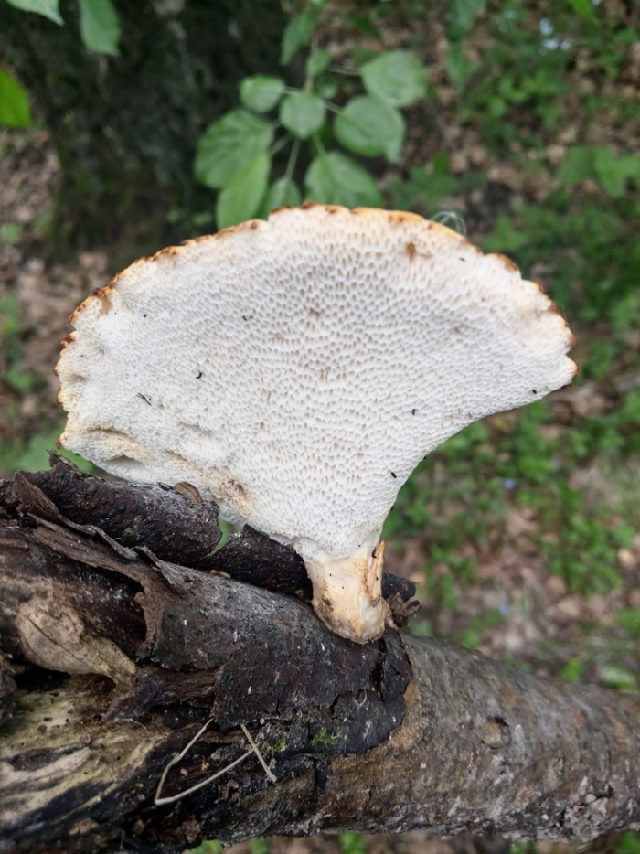 Трутовик чешуйчатый съедобный или нет