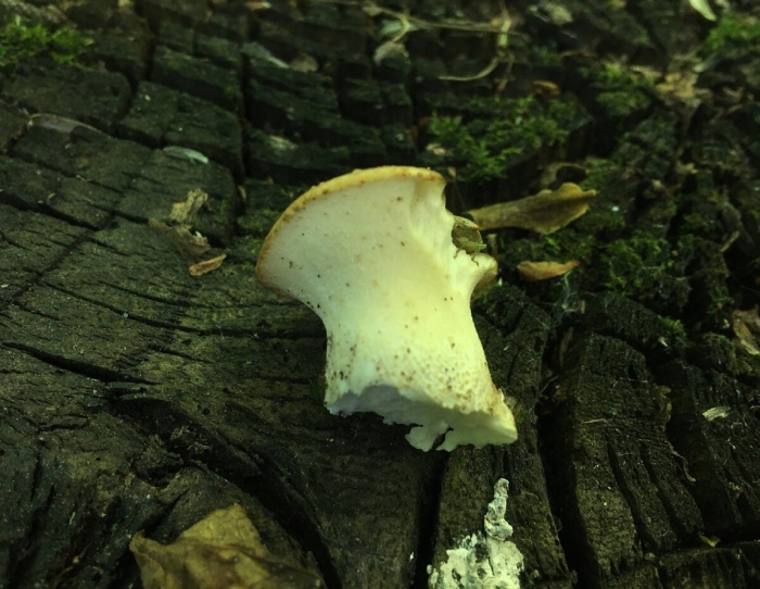 Гриб трутовик