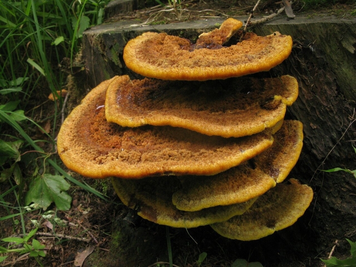 Gloeophyllum sepiarium