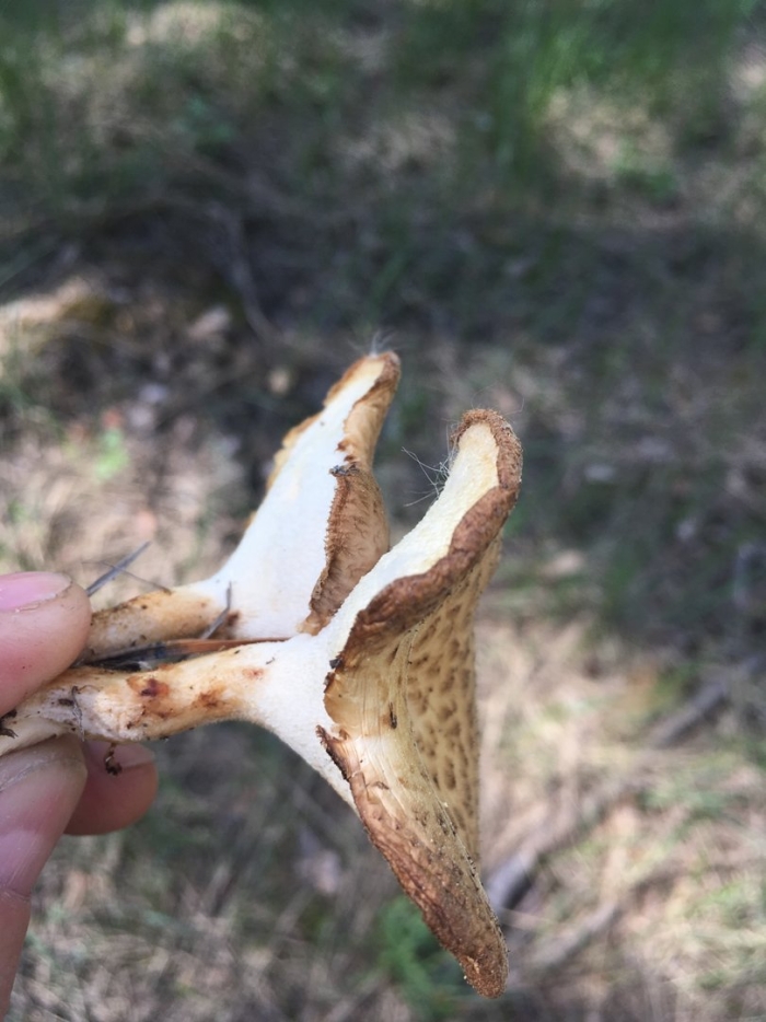 Трутовик клубненосный polyporus tuberaster