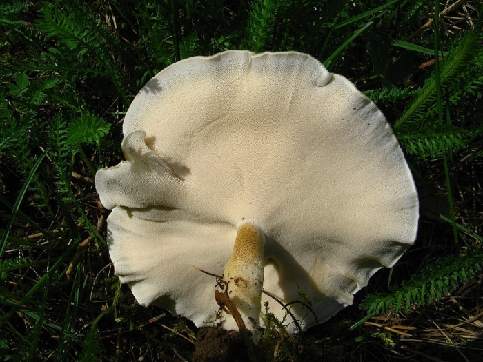 Ежовик гриб