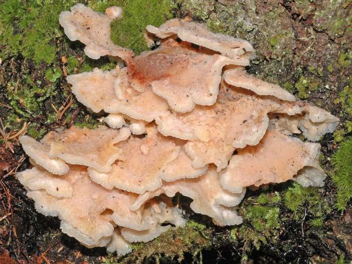 Домовый гриб - merulius lacrymans.