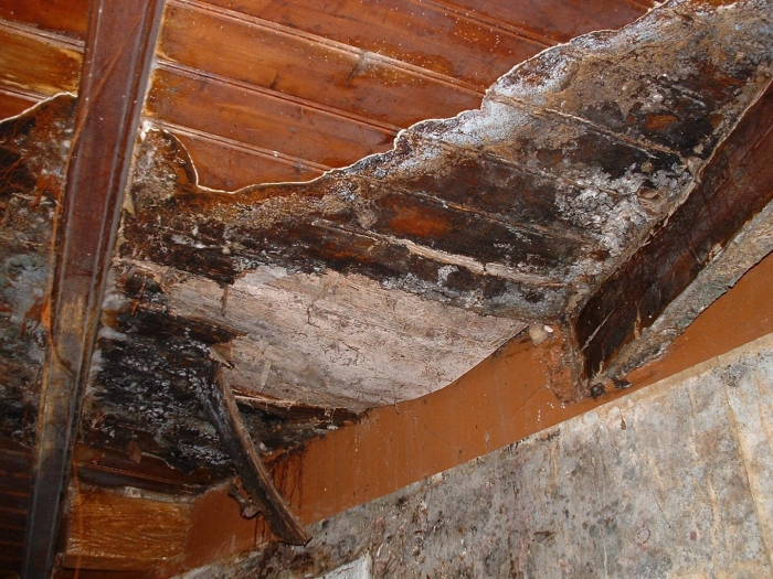 Серпула плачущая