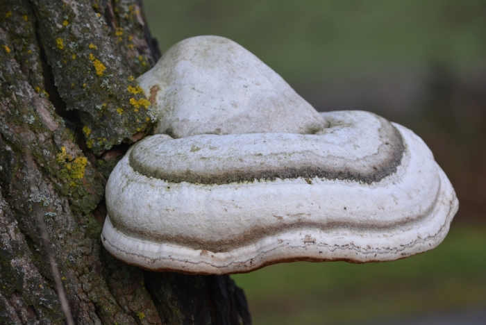 Трутовик обыкновенный fomes fomentarius