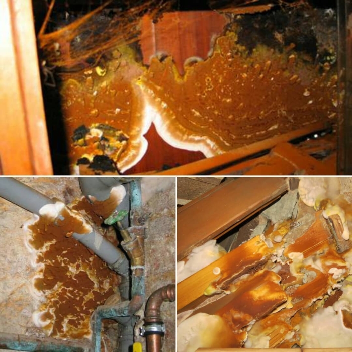 Серпула плачущая домовый гриб