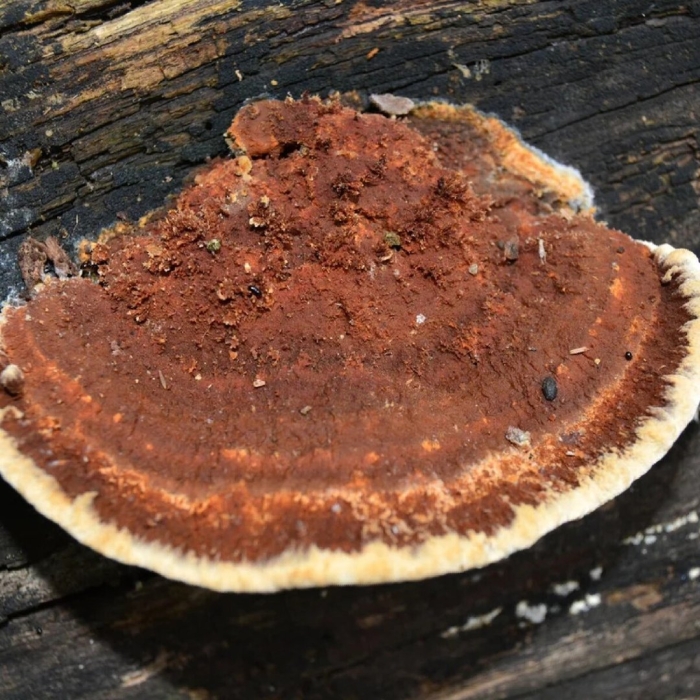 Gloeophyllum sepiarium