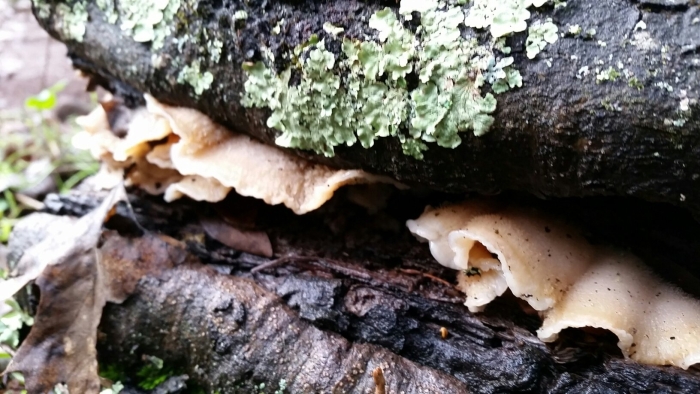 Merulius tremellosus