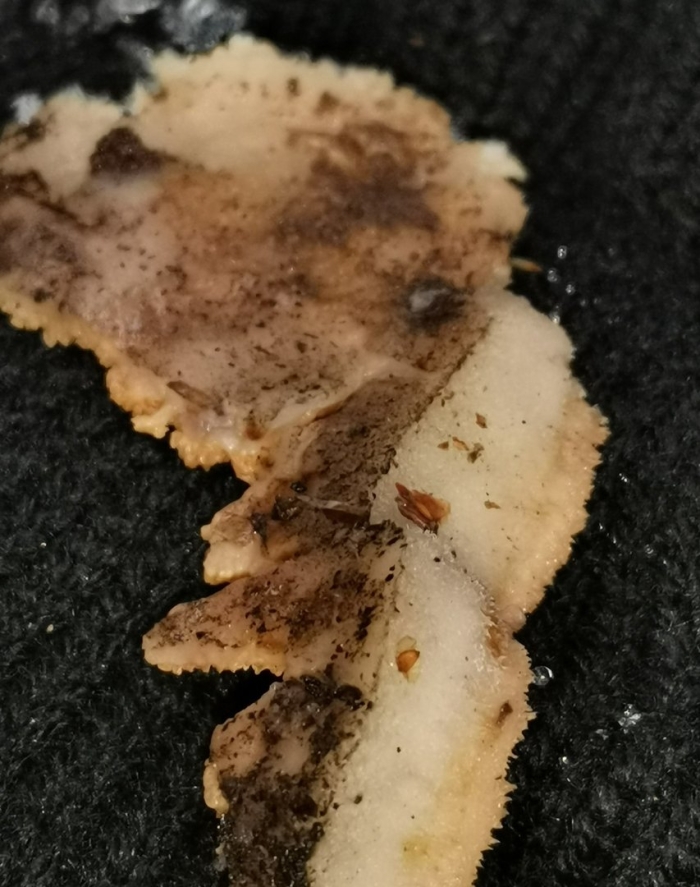 Trogoderma versicolor