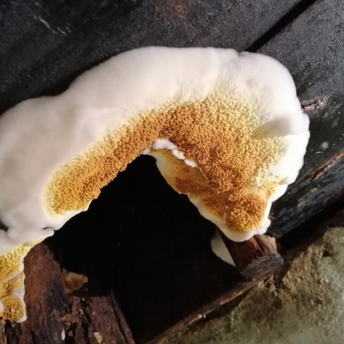 Белый домовой гриб