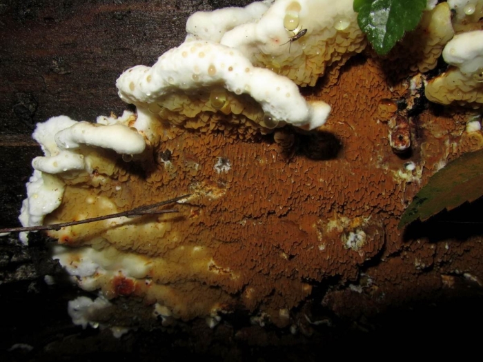 Серпула плачущая домовый гриб