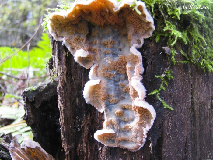 Гриб трутовик