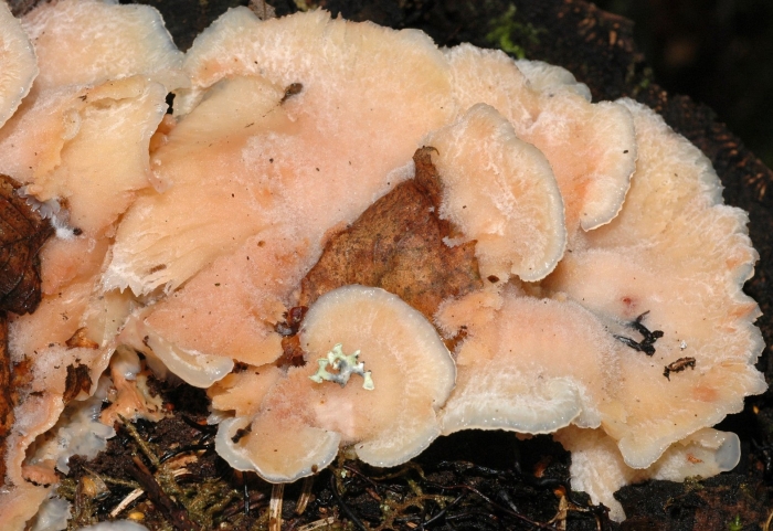 Ежовик краснеющий abortiporus biennis