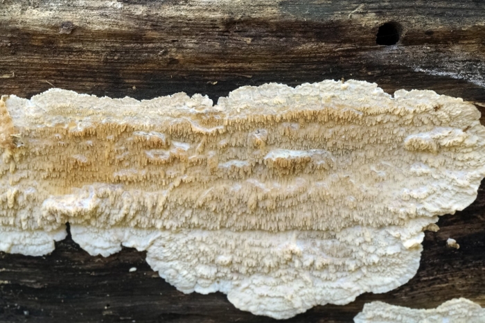 Белый домовой гриб