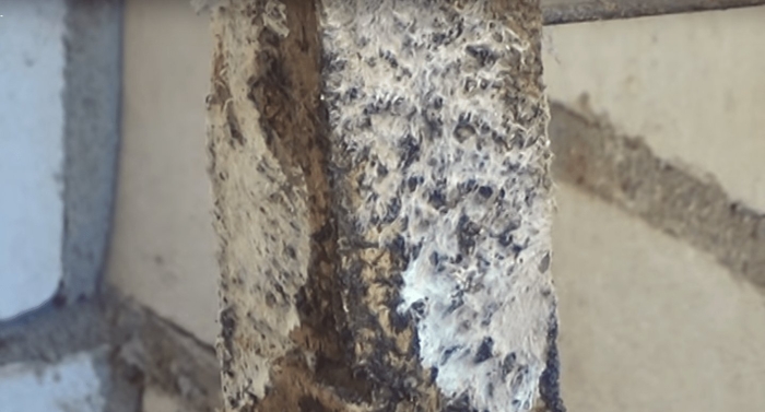 Плесень на бетоне