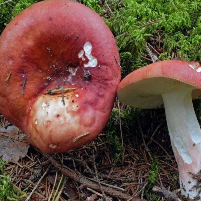 Сыроежка гороховик