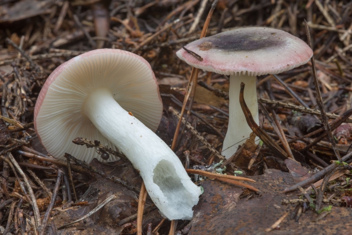 Сыроежка розовая russula rosea