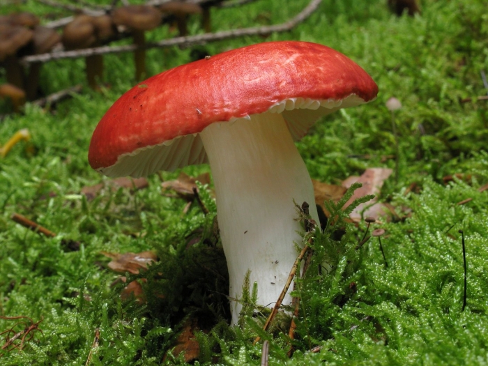 Сыроежка жгучеедкая (russula emetica)