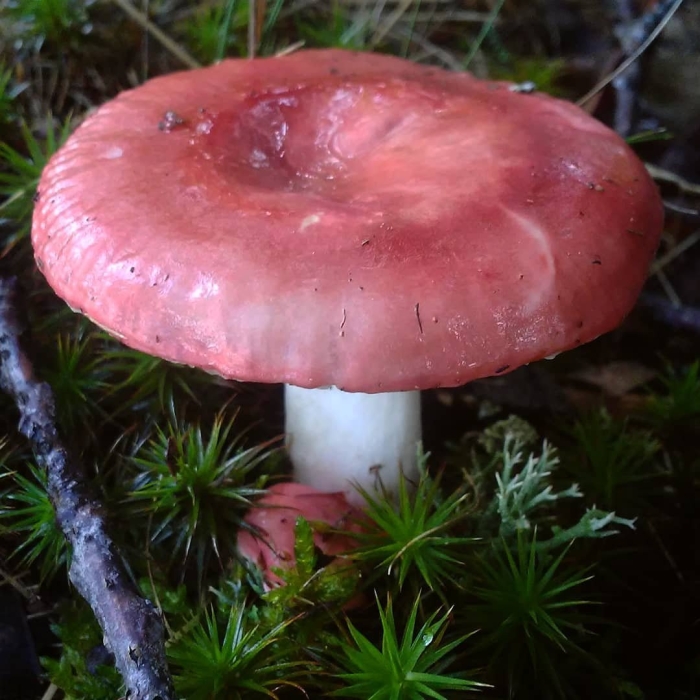 Сыроежка ядовитая