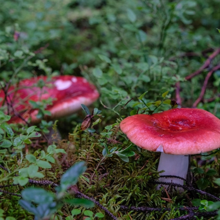 Сыроежка жгучеедкая