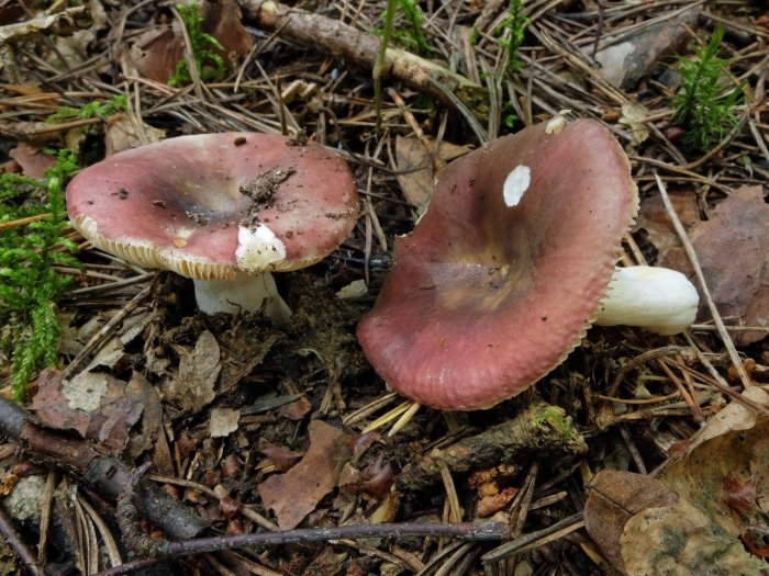 Russula cessans