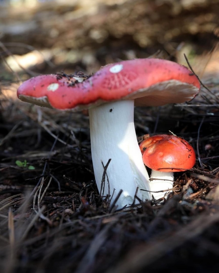 Сыроежка жгучеедкая