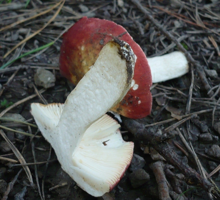 Russula amarissima