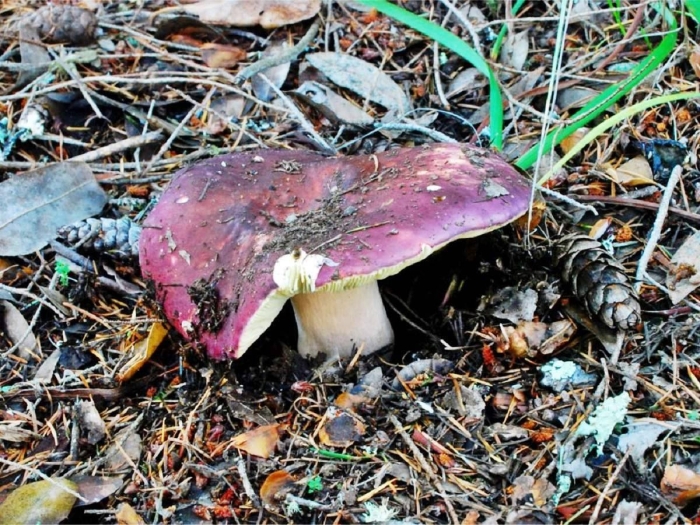 Russula xerampelina