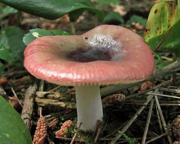 Сыроежка розовая russula rosea