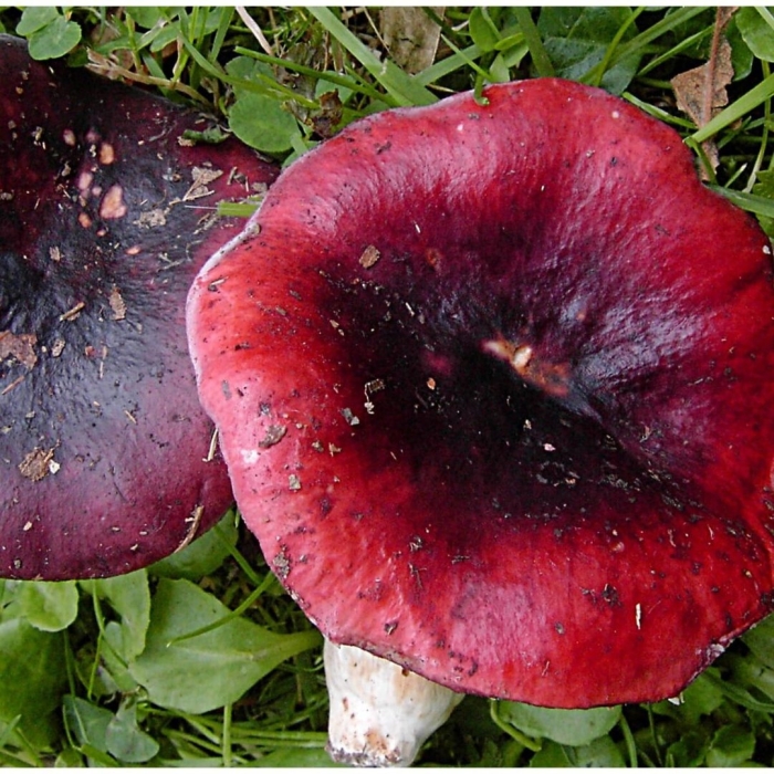 Сыроежка фиолетовая съедобная