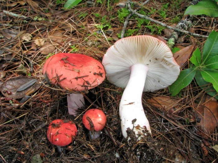 Сыроежка гребенчатовидная