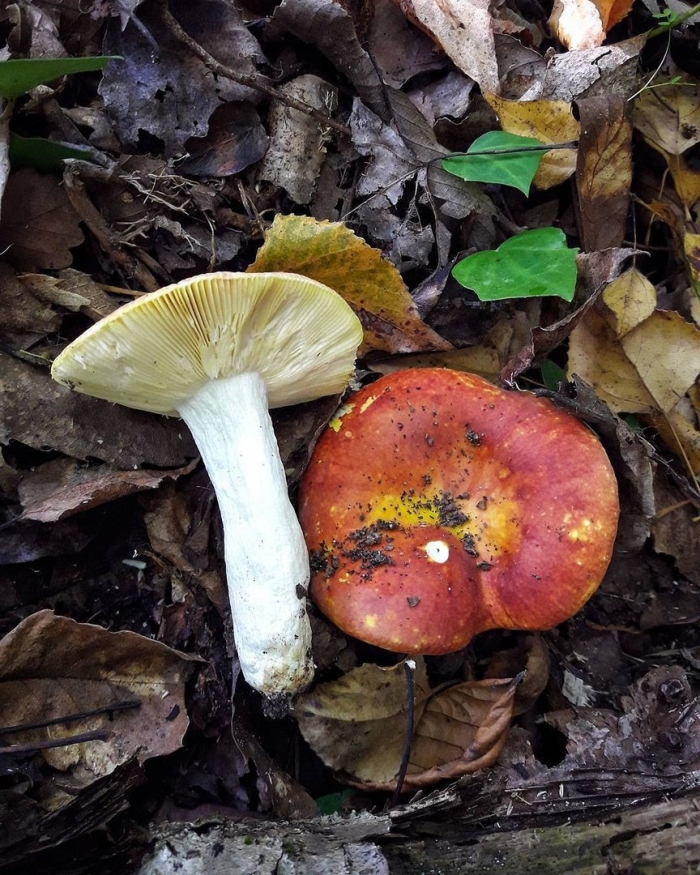 Сыроежка золотистая