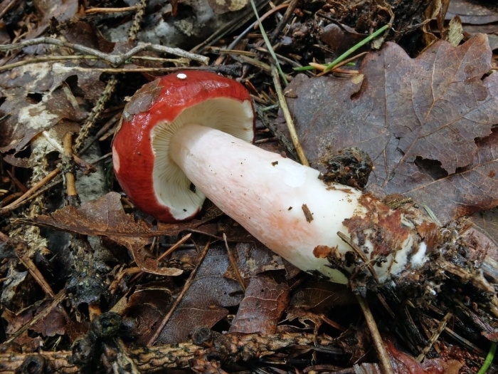 Сыроежка кроваво красная