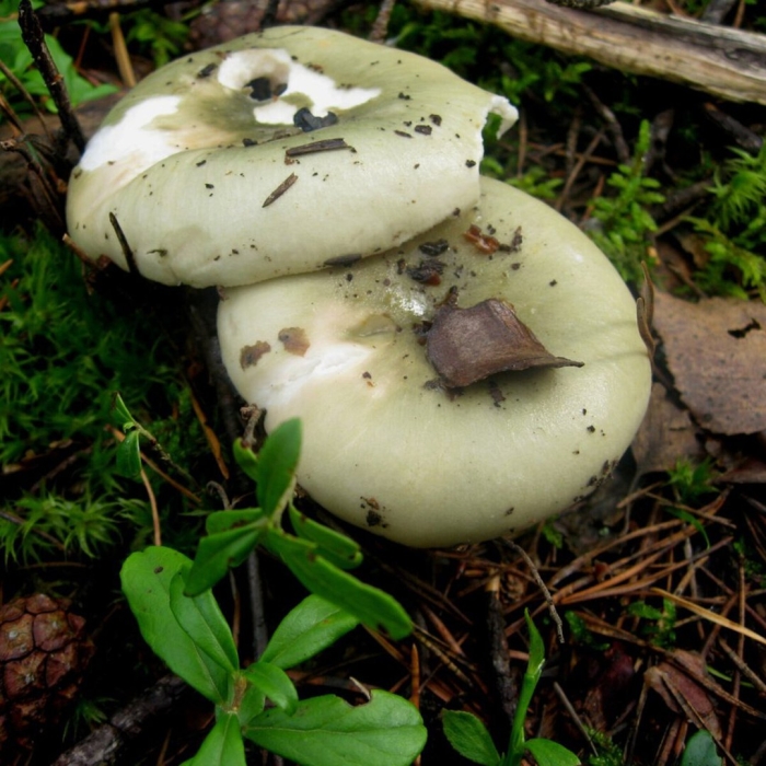 Сыроежка серо-зеленая