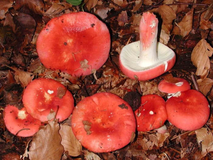 Сыроежка мэйра russula nobilis