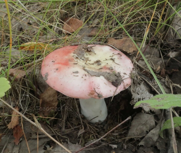 Russula vesca – сыроежка пищевая