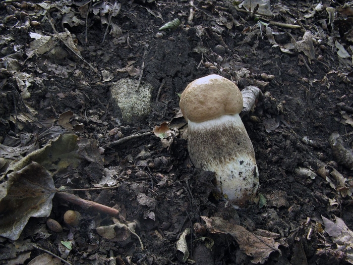 Подберёзовик твердоватый leccinum duriusculum