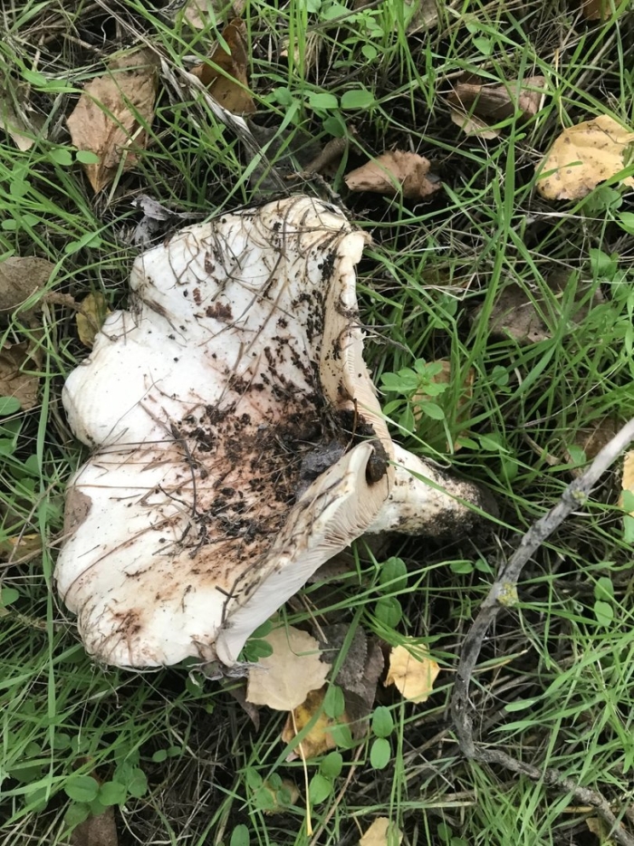 Осиновый груздь lactarius controversus