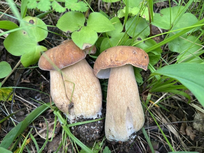 Грибы средней полосы